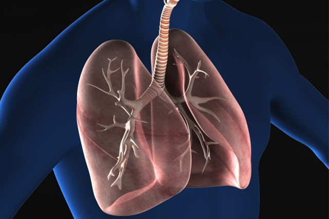 肺